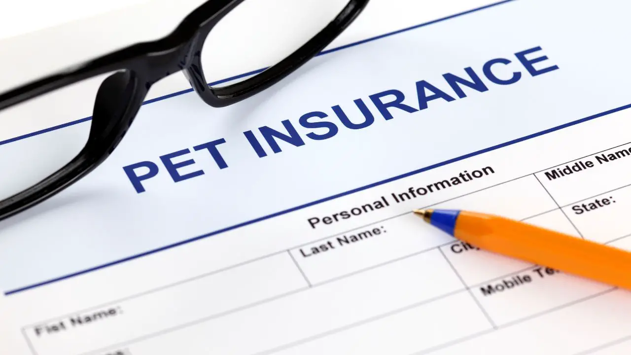 How to Buy Pet Health Insurance