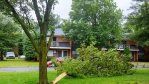 Does Homeowners Insurance Cover Tree Damage