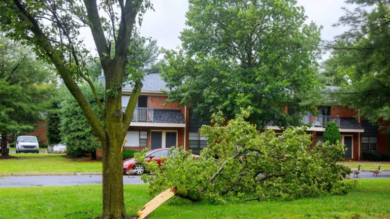 Does Homeowners Insurance Cover Tree Damage