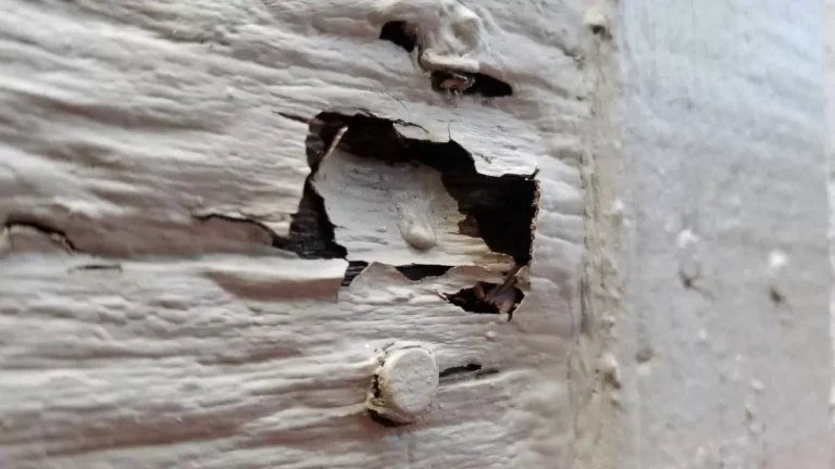Does House Insurance Cover Dry Rot