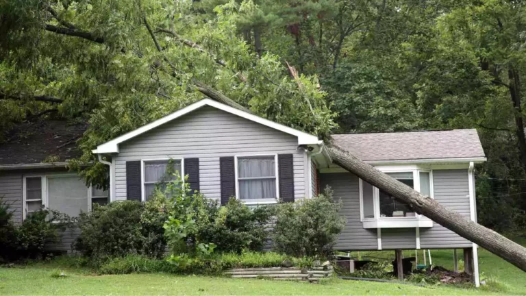 Does House Insurance Cover Fallen Trees