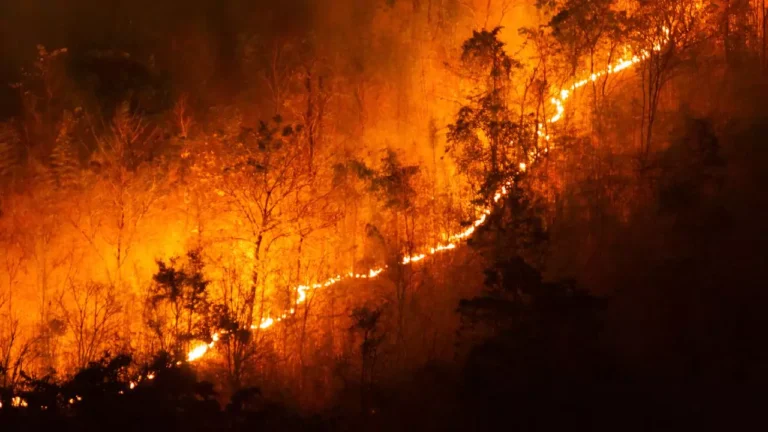 Does House Insurance Cover Forest Fires