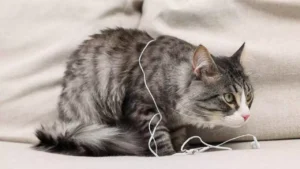 Does House Insurance Cover Pet Damage