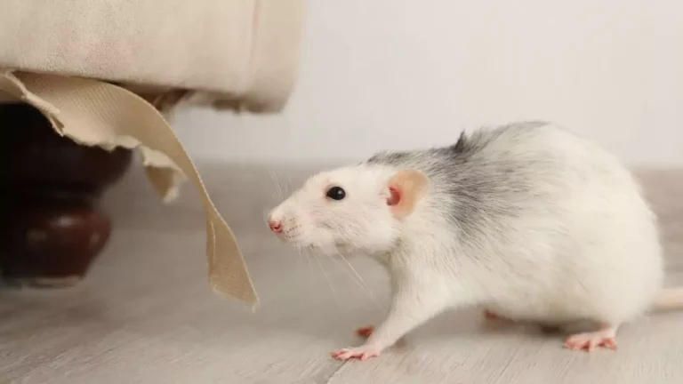 Does House Insurance Cover Rodent Damage