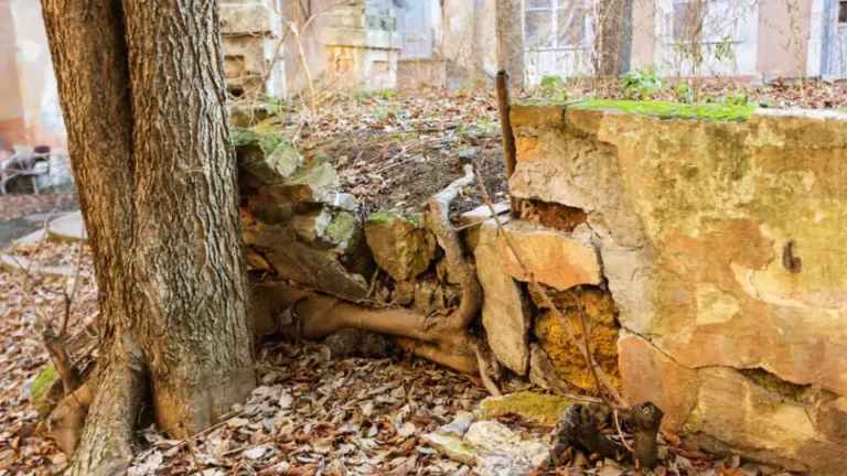 Does House Insurance Cover Tree Root Damage