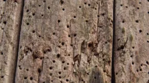 Does House Insurance Cover Woodworms