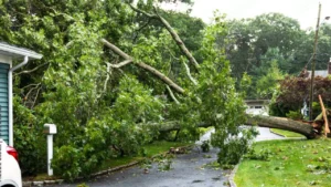 Does Homeowners Insurance Cover Tree Falling On Neighbor's House